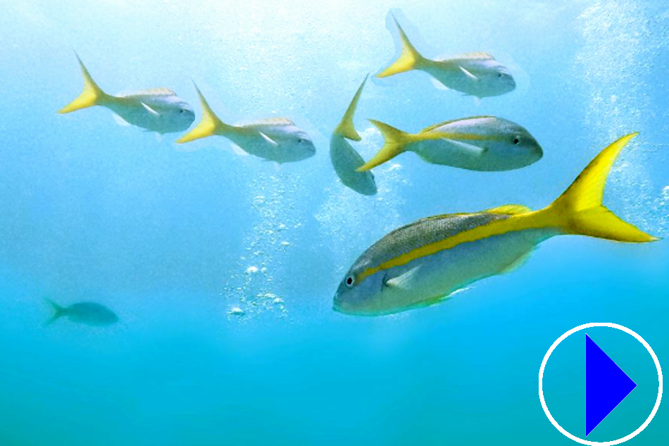 yellowtail snapper